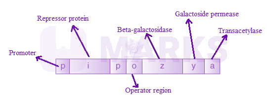 NEET 2023 Zoology, Molecular Basis of Inheritance — solution figure