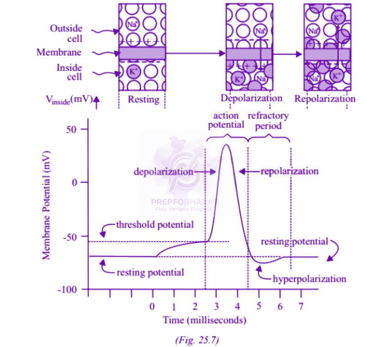 NEET 2007 Zoology, Neural Control and Coordination — solution figure