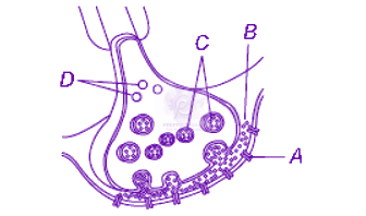 NEET 2013 Zoology, Neural Control and Coordination — question figure
