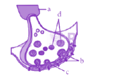 NEET 2013 Zoology, Neural Control and Coordination — question figure