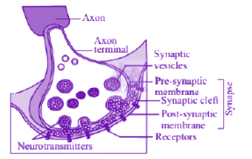 NEET 2013 Zoology, Neural Control and Coordination — solution figure