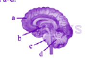 NEET 2013 Zoology, Neural Control and Coordination — question figure
