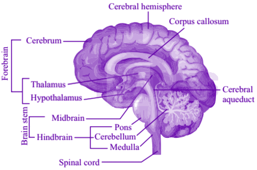 NEET 2013 Zoology, Neural Control and Coordination — solution figure
