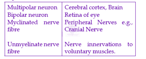 NEET 2022 Zoology, Neural Control and Coordination — solution figure