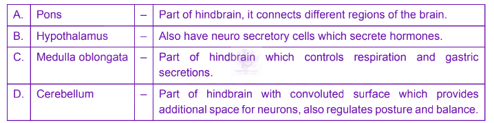 NEET 2024 Zoology, Neural Control and Coordination — solution figure