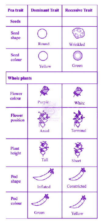 NEET 2003 Zoology, Principles of Inheritance and Variation — solution figure
