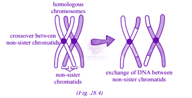 NEET 2004 Zoology, Principles of Inheritance and Variation — solution figure