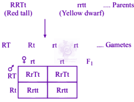 NEET 2004 Zoology, Principles of Inheritance and Variation — solution figure