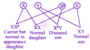 NEET 2005 Zoology, Principles of Inheritance and Variation — solution figure