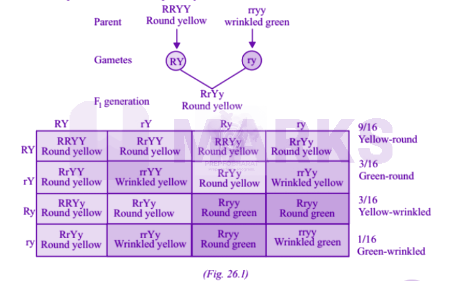 NEET 2006 Zoology, Principles of Inheritance and Variation — solution figure