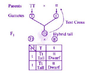 NEET 2007 Zoology, Principles of Inheritance and Variation — solution figure