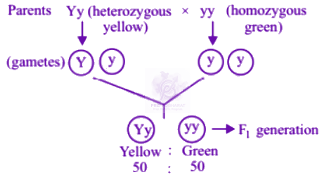 NEET 2007 Zoology, Principles of Inheritance and Variation — solution figure