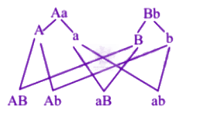 NEET 2007 Zoology, Principles of Inheritance and Variation — solution figure