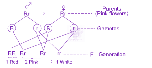 NEET 2010 Zoology, Principles of Inheritance and Variation — solution figure
