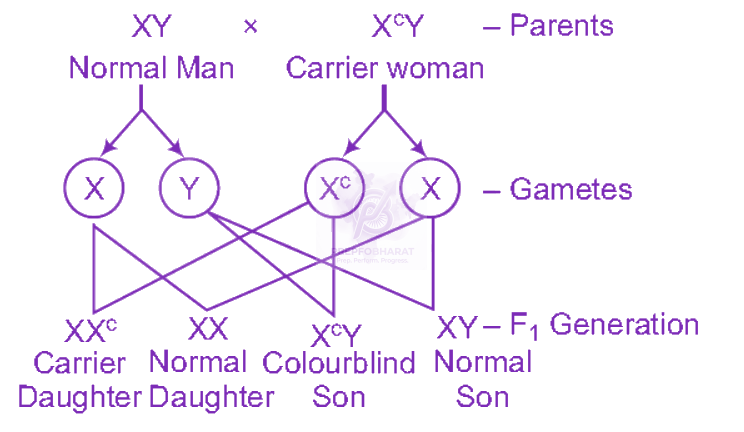 NEET 2012 Zoology, Principles of Inheritance and Variation — solution figure