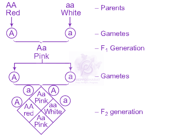 NEET 2012 Zoology, Principles of Inheritance and Variation — solution figure
