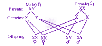 NEET 2013 Zoology, Principles of Inheritance and Variation — solution figure