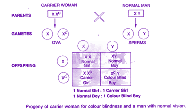 NEET 2014 Zoology, Principles of Inheritance and Variation — solution figure