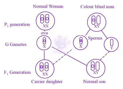 NEET 2015 Zoology, Principles of Inheritance and Variation — solution figure