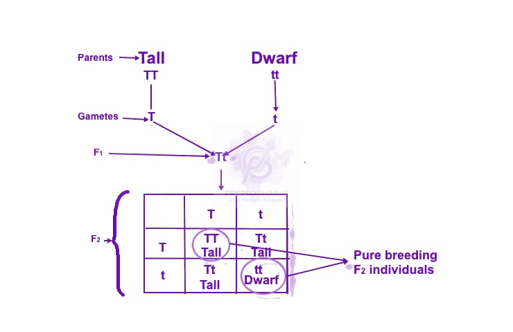 NEET 2016 Zoology, Principles of Inheritance and Variation — solution figure