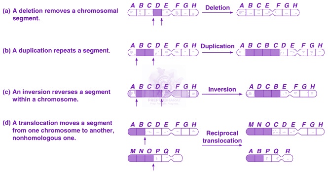 NEET 2016 Zoology, Principles of Inheritance and Variation — solution figure