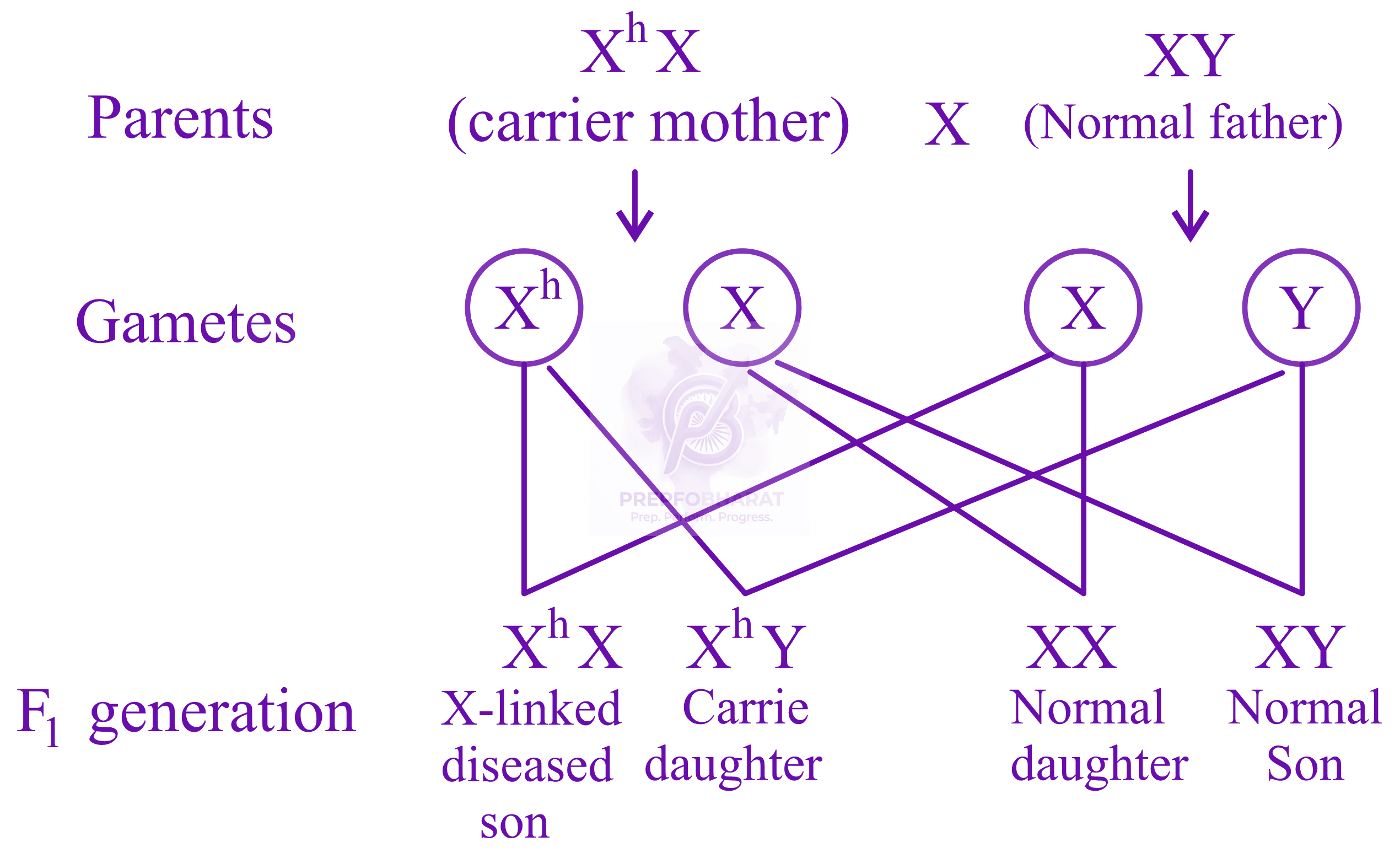NEET 2018 Zoology, Principles of Inheritance and Variation — solution figure