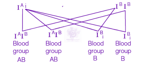 NEET 2019 Zoology, Principles of Inheritance and Variation — solution figure