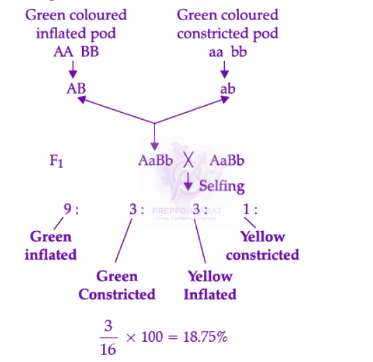 NEET 2022 Zoology, Principles of Inheritance and Variation — solution figure