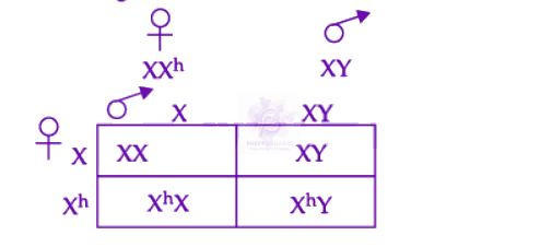 NEET 2022 Zoology, Principles of Inheritance and Variation — solution figure