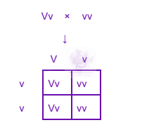 NEET 2023 Zoology, Principles of Inheritance and Variation — solution figure