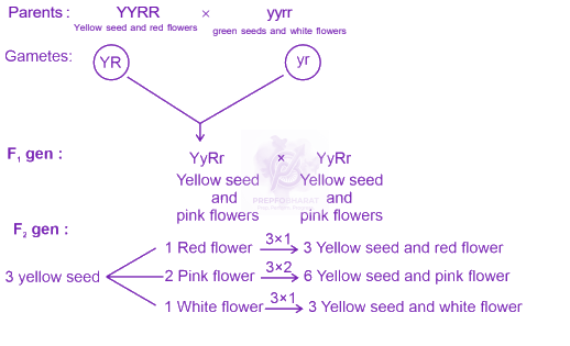 NEET 2023 Zoology, Principles of Inheritance and Variation — solution figure 1