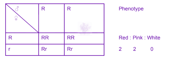 NEET 2024 Zoology, Principles of Inheritance and Variation — solution figure