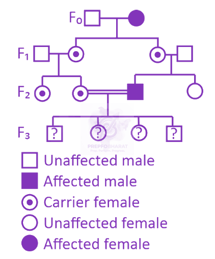 NEET 2025 Zoology, Principles of Inheritance and Variation — question figure
