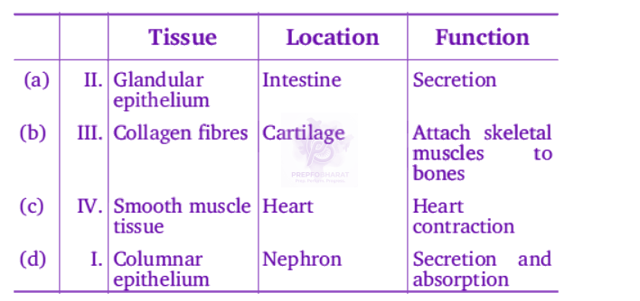 NEET 2012 Zoology, Structural Organisation in Animals — question figure 5