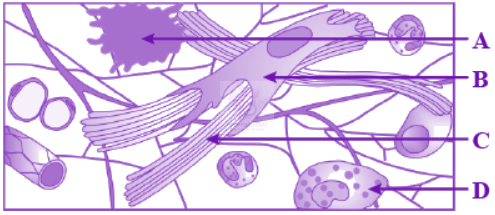 NEET 2012 Zoology, Structural Organisation in Animals — question figure 1