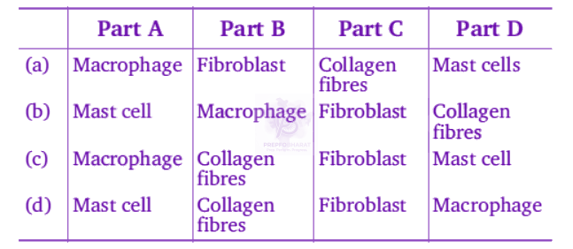 NEET 2012 Zoology, Structural Organisation in Animals — question figure 2