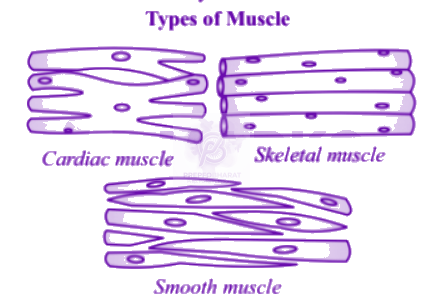 NEET 2013 Zoology, Structural Organisation in Animals — solution figure