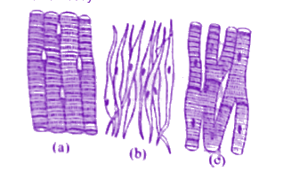 NEET 2024 Zoology, Structural Organisation in Animals — question figure
