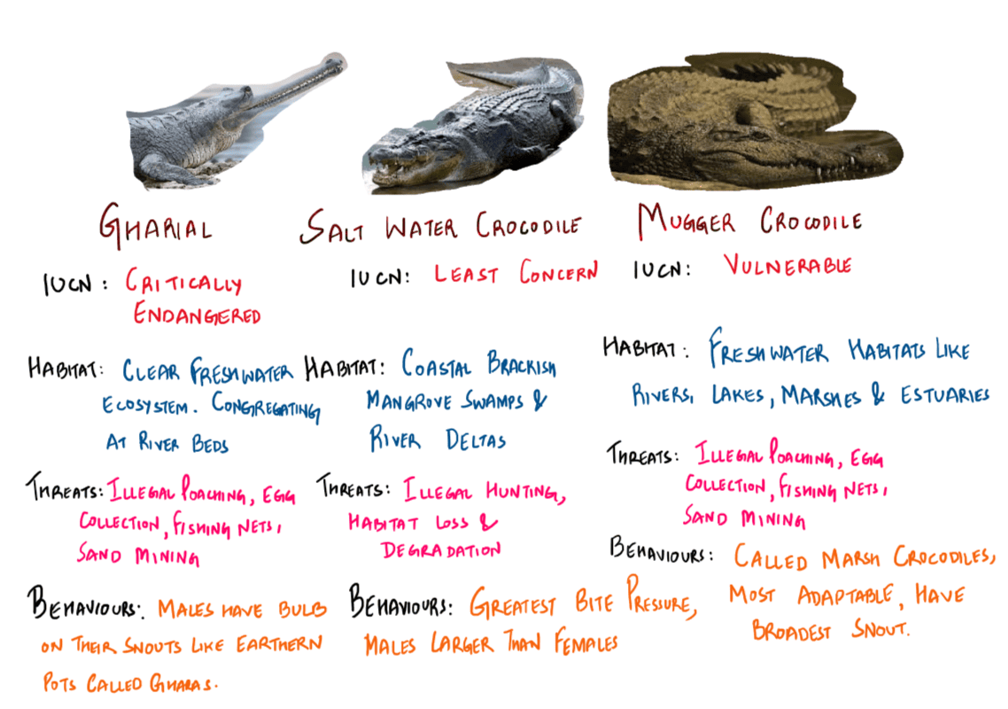 Crocodile Species